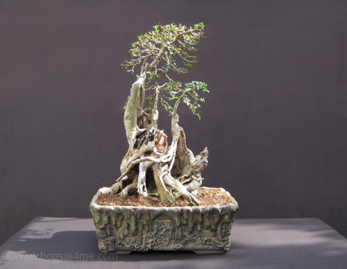 privet bonsai
